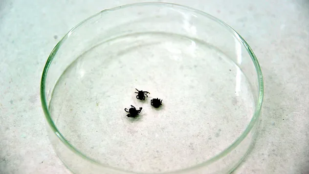 Kenelere karşı nasıl tedbir almalı?