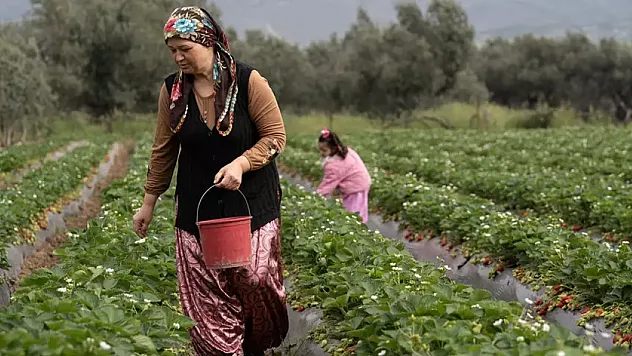 Kilosu 120 Liradan Alıcı Buluyor! Menemen'in Kırmızı Altınında Rekor Rekolte Beklentisi