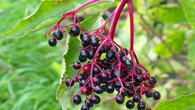 Kış Hastalıklarına Doğal Kalkan: Kara Mürver Grip Süresini Kısaltıyor
