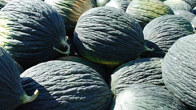 Kök Çürüğü Hastalığını Yendi: Kahramankazan Kavunu Yeniden Sofralarda