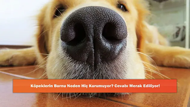 Köpeklerin Burnu Neden Hiç Kurumuyor? Cevabı Merak Ediliyor!