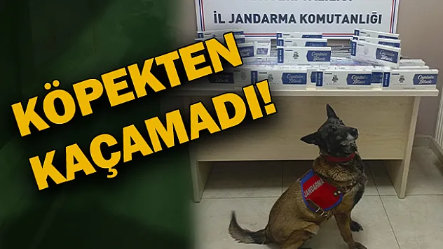 Köpekten kaçamadı!