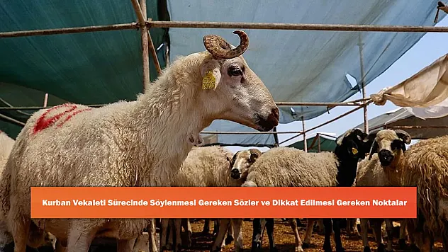 Kurban Vekaleti Sürecinde Söylenmesi Gereken Sözler ve Dikkat Edilmesi Gereken Noktalar