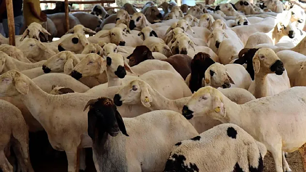 Kurbanlık Alacaklar Dikkat! Yaş Sınırından Hisse Ortaklığına İşte Asla Unutmamanız Gereken Kurallar