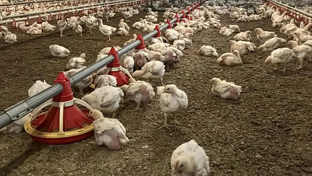 Küresel Et Tüketiminde Şaşırtan Artış!