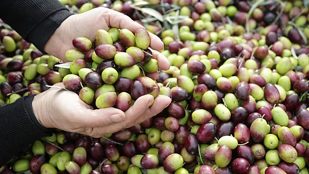 Küresel Zeytinyağı Pazarına Türkiye Damgası! Üretim Rekoru ve İhracat Hamlesi Dünyanın Gündeminde