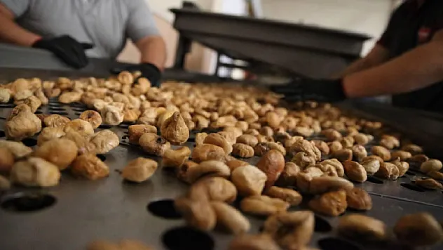 Kuru İncirde Yeni Sezon Heyecanı! Rekoltenin 90 Bin Tonu Aşması Bekleniyor