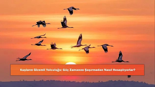 Kuşların Gizemli Yolculuğu: Göç Zamanını Şaşırmadan Nasıl Hesaplıyorlar?