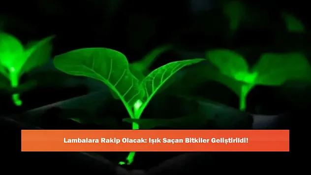 Lambalara Rakip Olacak: Işık Saçan Bitkiler Geliştirildi!