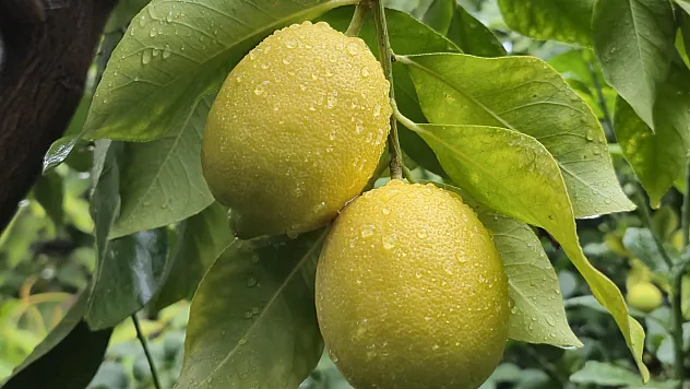 Limonun Fiyatı Neden Bu Kadar Yükseldi?
