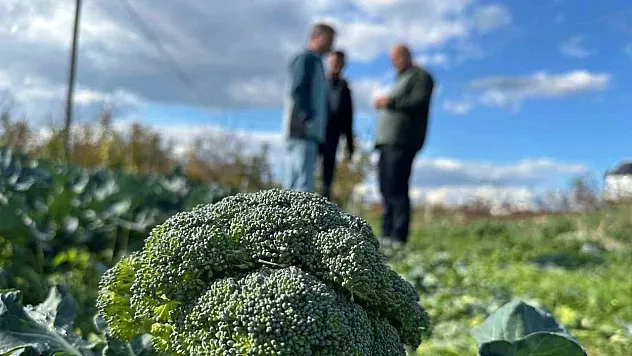 Lodos Brokoliyi Vurdu! Tarlada 15 TL, Markette 70 TL: Üretici Çaresiz