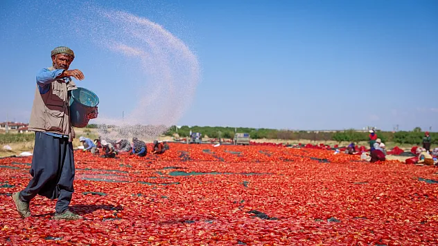 Malatya'da 350 Dekarlık Tarlada Hasat Edilen Domatesler Kurutuluyor!