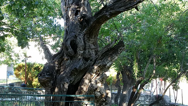 Malatya'da 800 yıllık 'Menengiç ağacı' zamana direniyor