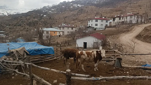 Malatya'da Ahır Krizi! Proje Eksikliği Üretimi Bitirdi