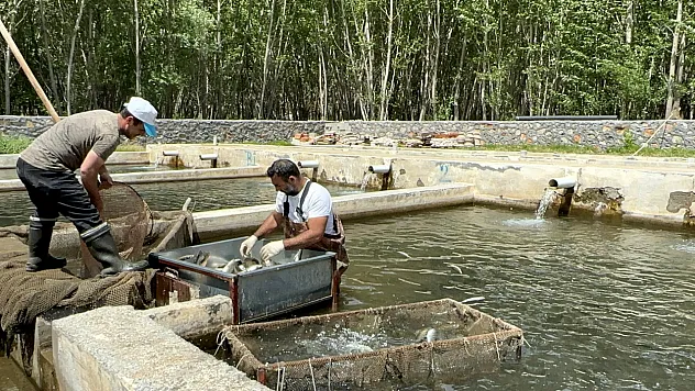 Malatya'da alabalık üretiminde artış yaşanıyor