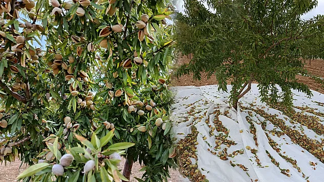 Malatya'da Badem Üretimi Büyüyor! Tek Sorun Pazar Bulmak