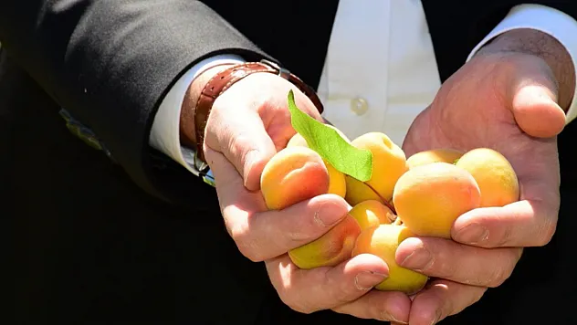Malatya'da Bahçelere Girildi! Geçen Yıl Tek Bir Tane Bile Yoktu, Bugün  Hasat Başladı