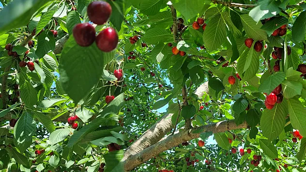 Malatya'da Dalbastı Kirazında Hasat Başladı! İşçi Çıkmazı Sürüyor