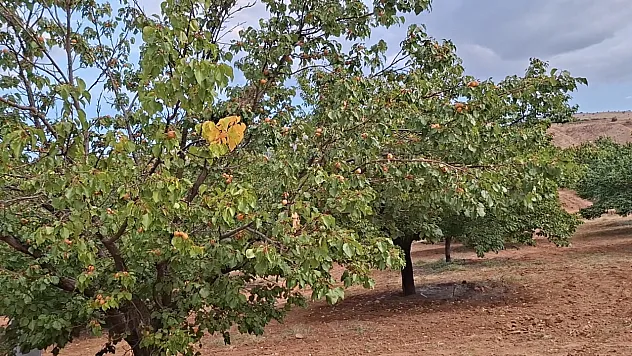 Malatya'da Eylül Sürprizi! Dalında Taze Kayısı Görenler Gözlerine İnanamadı