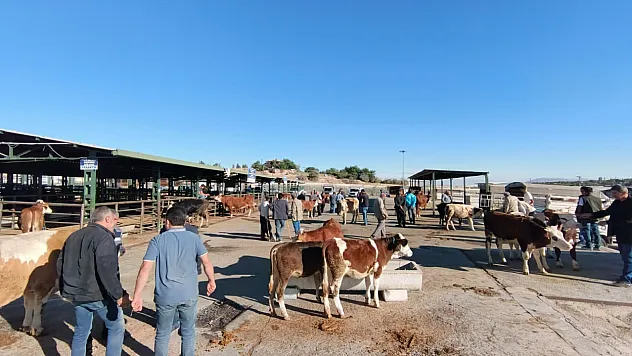 Malatya'da Hayvan Pazarı yeniden açıldı: Şap aşılamasında yüzde 85 başarı