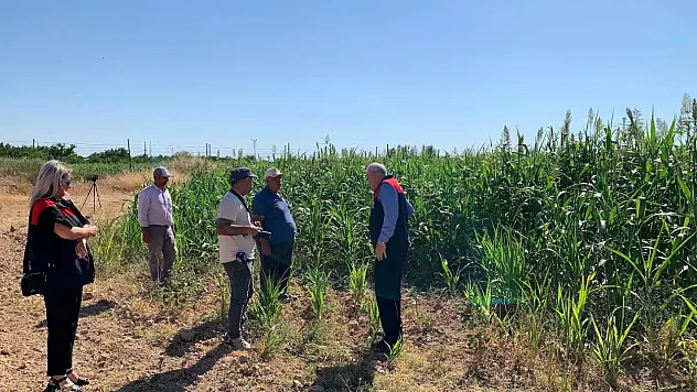 Malatya'da Hayvancılığı Değiştirecek Proje! Tarlalarda İlk Sonuçlar Geldi