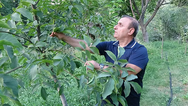 Malatya'da Hünnap Üretiminde Yüksek Verim Sevinci
