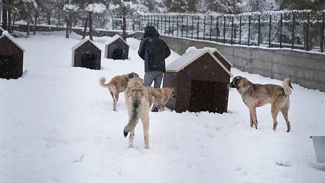 Malatya'da İkinci Hayvan Barınağı Hizmete Açıldı