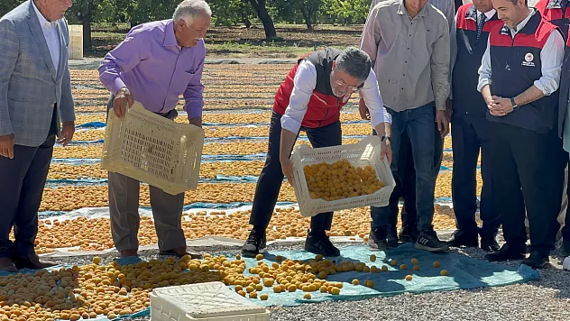 Tarım Bakanı Yumaklı Malatya'da Kayısı Hasadına Katıldı!