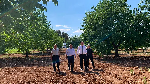 Malatya'da Kayısı Hasadı Sahada Değerlendirildi! Üreticilerin Talepleri Dinlendi