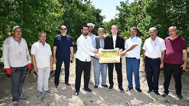 Malatya'da Kayısı Hasadı Sahaya Taşındı! Üreticiler Fiyat Ve Destek Beklentisini Dile Getirdi