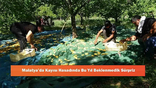 Malatya'da Kayısısında Bu Yıl Beklenmedik Sürpriz