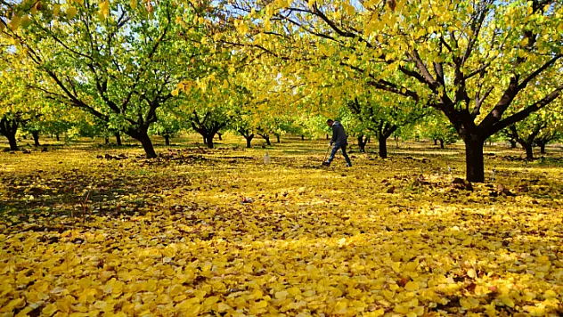 Malatya'da Kayısı Üreticilerine Hastalık Uyarısı