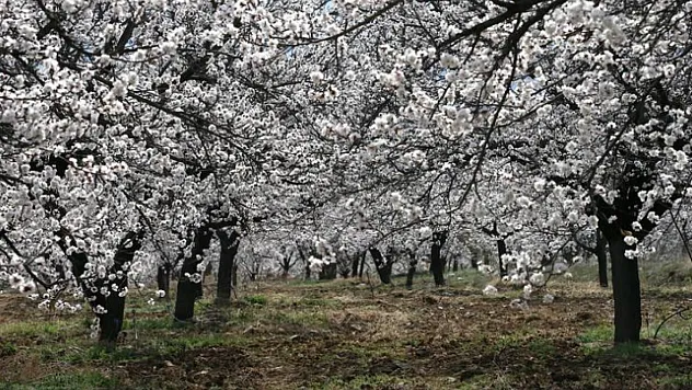 Malatya'da Kritik Hafta Sonu Uyarısı! Kayısı İçin Zirai Don Alarmı!