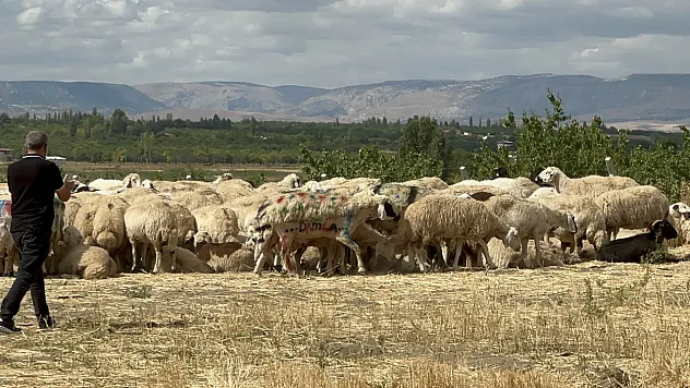 Malatya'da Küçükbaş Hayvancılıkta Mera Ve Çoban Sorunu Büyüyor!