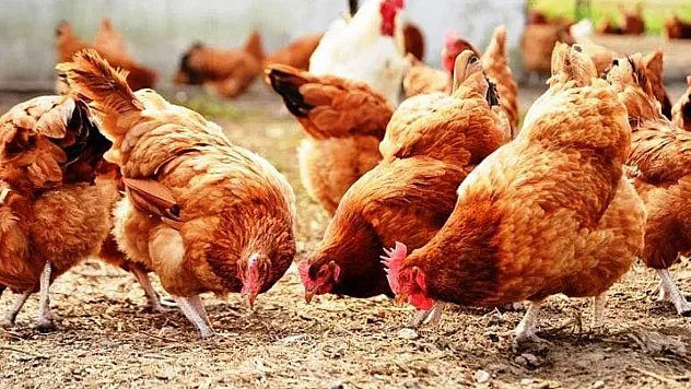 Malatya'da Kümes Krizi: Tavuk Eti Üretimi Zirveye Tırmanırken, Yumurta Üretimi Dibe Vurdu