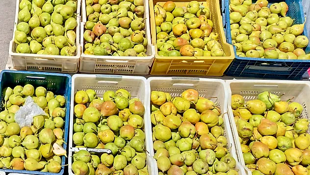 Malatya'da Kürecik'in Bal Armudu İçin Sezon Başladı!