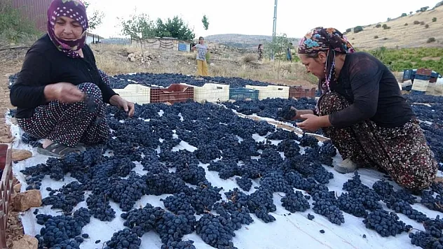 Malatya'da Kuru Üzüm Üreticisinin Yüzü Güldü: Kilosu 500 TL'den Alıcı Buluyor