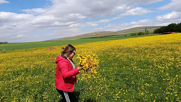 Malatya'da Sarı Çiçek Şöleni! Palanga Mahallesi Altın Sarısına Büründü