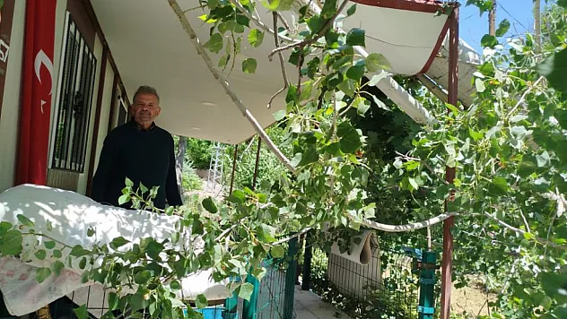 Malatya'da şiddetli fırtına ağaçları devirdi