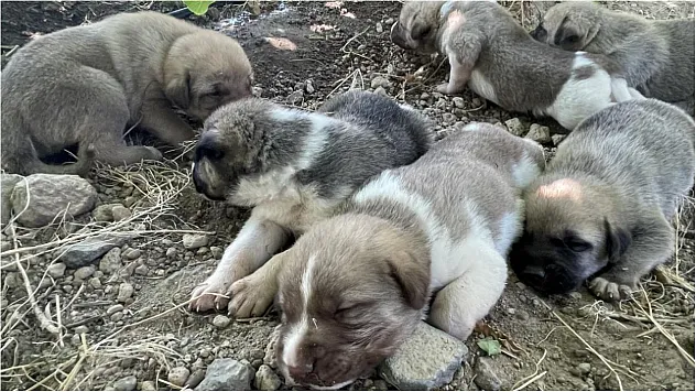 Malatya'da vicdanları sızlatan görüntü