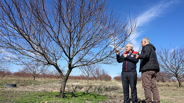 Malatya'da Yeni Sezon Heyecanı: Kayısıda Verim Bu Yıl Nasıl Olacak?