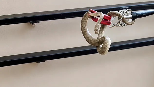 Malatya'da Yılanlar Apartman Boşluklarına Kadar Girdi