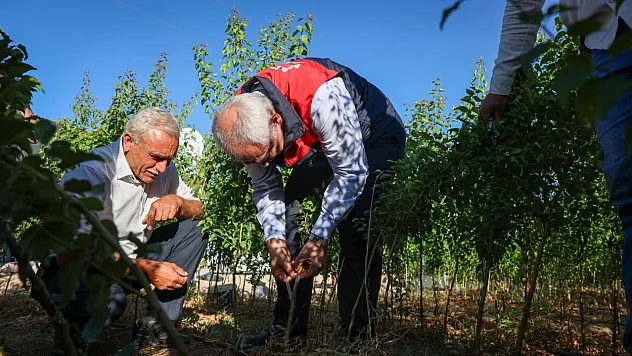 Malatya'da Yılda 850 Bin Sertifikalı Fidan Üretiliyor!