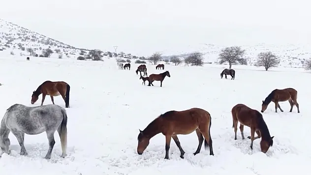 Malatya'da Yılkı Atlarına Kar Mesaisi!