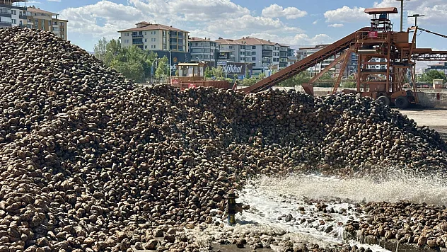 Malatya'da zirai dondan sonra pancar nefes oldu
