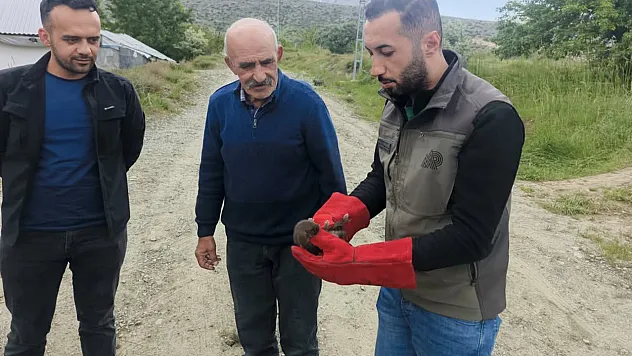 Malatya Doğanşehir'de Annesiz Kalan Yavru Sansar Koruma Altında!