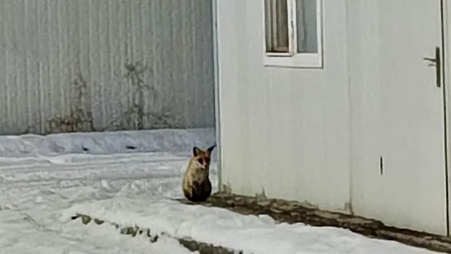Malatya İkizce Konteyner Kent'te Tilki Kameraya Yansıdı