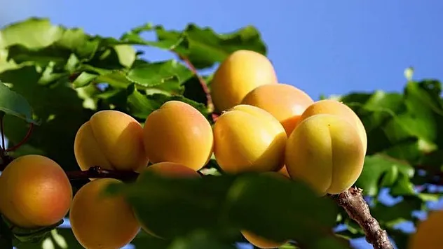 Malatya ile Elazığ Arasında Kayısı Krizi Tırmanıyor!