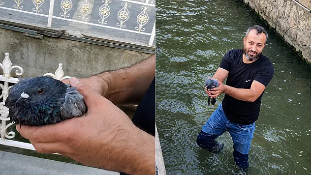 Malatya Kanalboyu'nda Umut Dolu Kurtarma! Yaralı Güvercin Hayata Tutundu