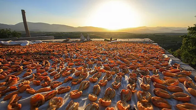 Malatya Kayısısı mı, Trabzon Fındığı mı? 2025 İhracatında Rekabet Kızıştı